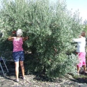 Recolección de aceitunas en Finca Arboleda