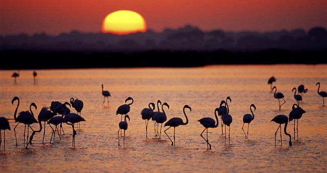 Flamingos at Cabo de Gata
