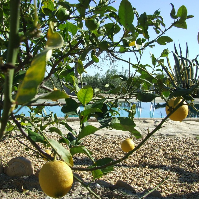 Lemons In The Garden At Finca Arboleda