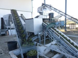Cleaning the olives