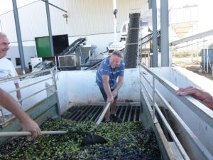 Emptying the olives from the trailer