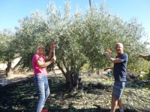 Happily picking olives