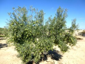 Olive-Tree-Ready-For-Picking