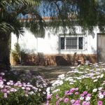 Orange Grove In Flower