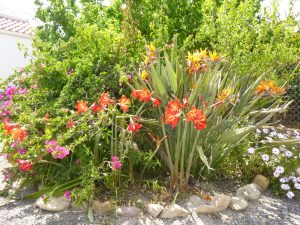 Colour In The Garden