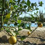 Lemons In The Garden