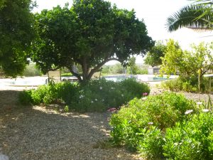 View from Orange Grove