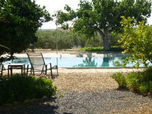 View from Orange Grove