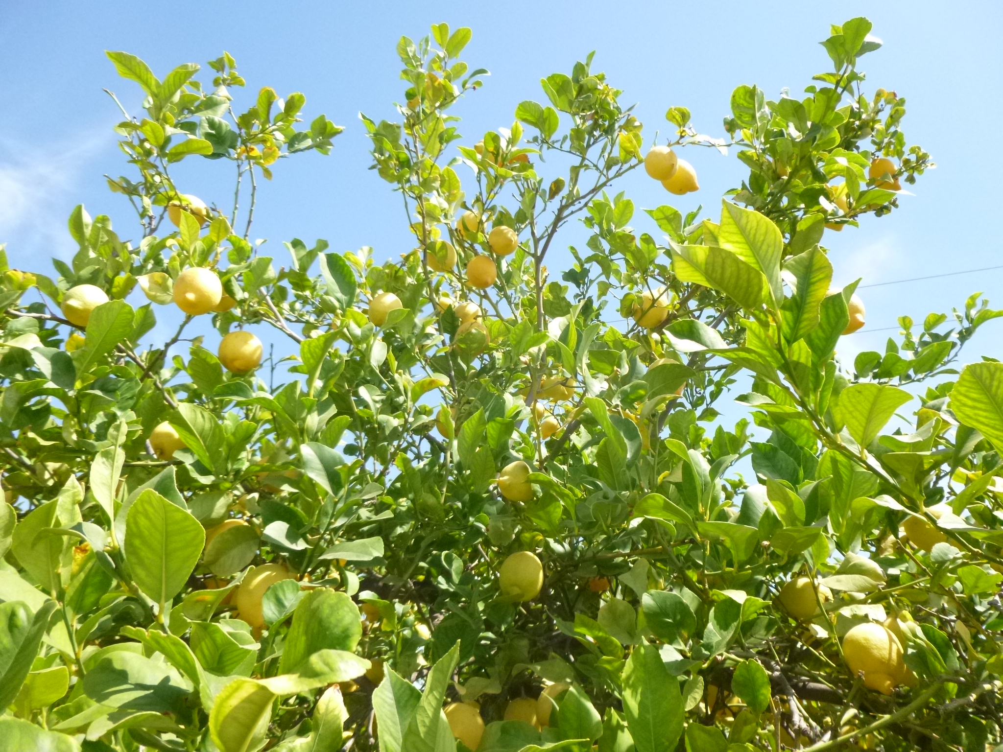 Finca Arboleda Lemons