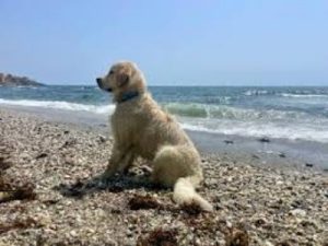 Dog‑Friendly Beaches Near Vera, Almería