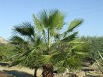 Palm Tree At Finca Arboleda
